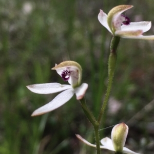 Caladenia cucullata at Hall, ACT - suppressed