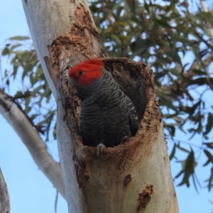 Callocephalon fimbriatum at Acton, ACT - suppressed