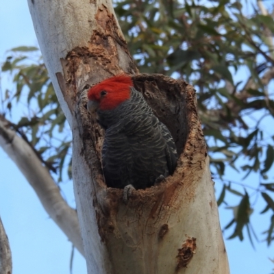 Callocephalon fimbriatum (Gang-gang Cockatoo) at Acton, ACT - 20 Oct 2021 by HelenCross