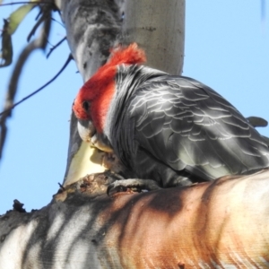 Callocephalon fimbriatum at Acton, ACT - suppressed