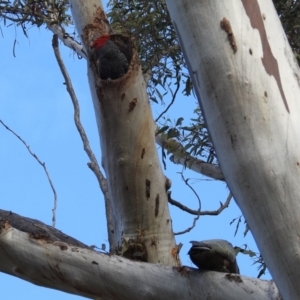 Callocephalon fimbriatum at Acton, ACT - suppressed