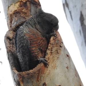 Callocephalon fimbriatum at Acton, ACT - suppressed