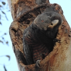 Callocephalon fimbriatum at Acton, ACT - suppressed