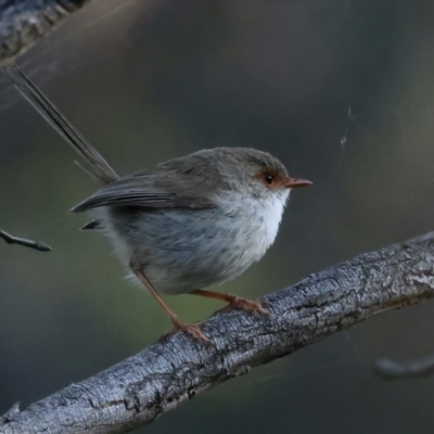 Malurus cyaneus (Superb Fairywren) at Ainslie, ACT - 16 Oct 2021 by jb2602