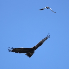 Aquila audax (Wedge-tailed Eagle) at Ainslie, ACT - 19 Oct 2021 by jb2602