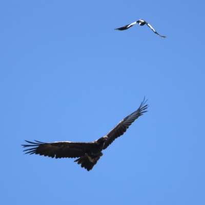 Aquila audax (Wedge-tailed Eagle) at Ainslie, ACT - 19 Oct 2021 by jb2602