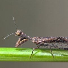 Mantispidae (family) (Unidentified mantisfly) at Acton, ACT - 16 Oct 2021 by TimotheeBonnet