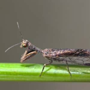 Mantispidae (family) at Acton, ACT - 17 Oct 2021