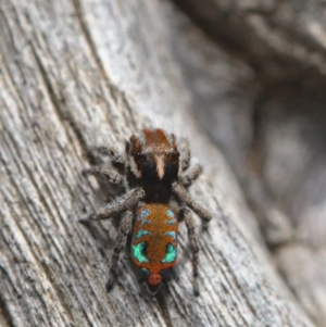 Maratus calcitrans at Acton, ACT - suppressed