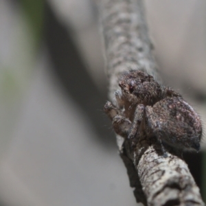 Maratus calcitrans at Acton, ACT - suppressed