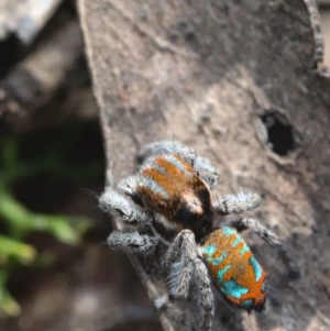 Maratus calcitrans at Acton, ACT - suppressed