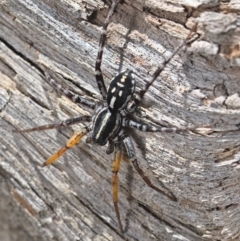 Nyssus coloripes (Spotted Ground Swift Spider) at Acton, ACT - 17 Oct 2021 by TimotheeBonnet