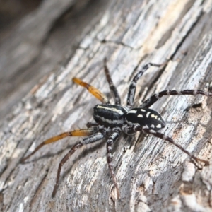 Nyssus coloripes at Acton, ACT - 17 Oct 2021 10:30 AM