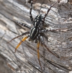 Nyssus coloripes at Acton, ACT - 17 Oct 2021 10:30 AM