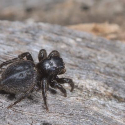 Salticidae sp. 'Golden palps' at Acton, ACT - 16 Oct 2021 by TimotheeBonnet