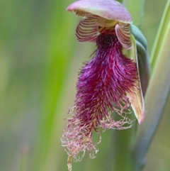 Calochilus platychilus (Purple Beard Orchid) at Acton, ACT - 16 Oct 2021 by TimotheeBonnet