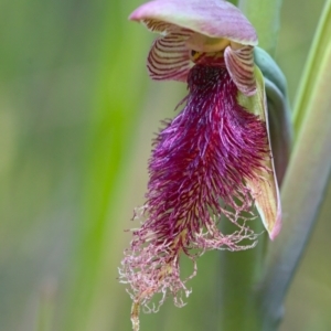 Calochilus platychilus at Point 26 - suppressed