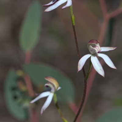 Caladenia moschata (Musky Caps) at Acton, ACT - 16 Oct 2021 by TimotheeBonnet
