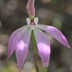 Caladenia carnea at Point 26 - suppressed