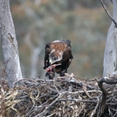 Aquila audax (Wedge-tailed Eagle) at Ainslie, ACT - 19 Oct 2021 by jbromilow50