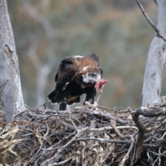 Aquila audax at Ainslie, ACT - suppressed