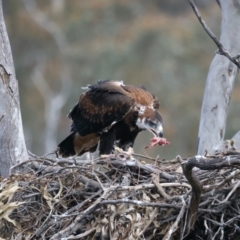 Aquila audax at Ainslie, ACT - suppressed