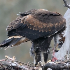 Aquila audax at Ainslie, ACT - suppressed