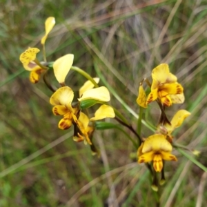 Diuris nigromontana at Cook, ACT - 20 Oct 2021