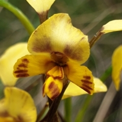 Diuris nigromontana at Cook, ACT - suppressed