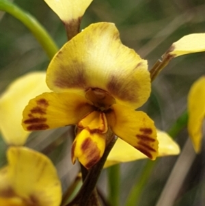 Diuris nigromontana at Cook, ACT - 20 Oct 2021