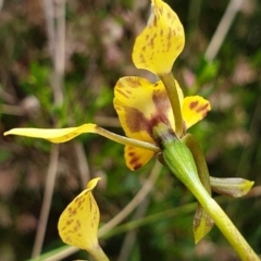 Diuris nigromontana at Cook, ACT - 20 Oct 2021