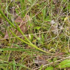 Diuris nigromontana at Cook, ACT - 20 Oct 2021