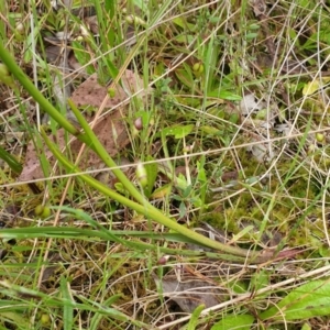 Diuris nigromontana at Cook, ACT - suppressed