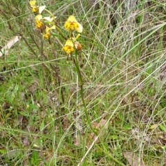 Diuris nigromontana at Cook, ACT - 20 Oct 2021