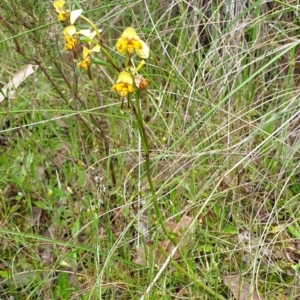 Diuris nigromontana at Cook, ACT - 20 Oct 2021