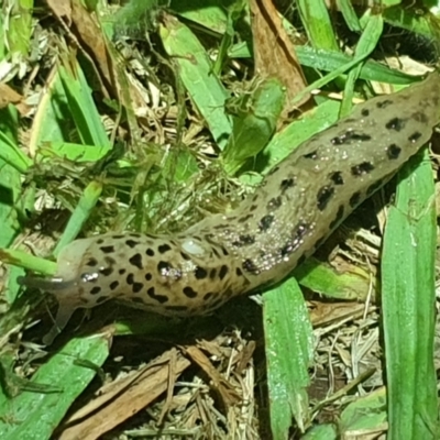 Limax maximus (Leopard Slug, Great Grey Slug) at Australian National University - 20 Oct 2021 by LD12