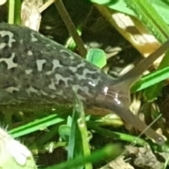 Limax maximus (Leopard Slug, Great Grey Slug) at Australian National University - 20 Oct 2021 by LD12