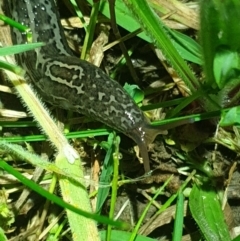 Limax maximus at Acton, ACT - 20 Oct 2021