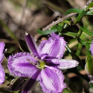 Thysanotus patersonii at Cook, ACT - 19 Oct 2021