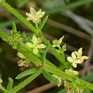 Galium gaudichaudii subsp. gaudichaudii at Cook, ACT - 20 Oct 2021 09:43 AM