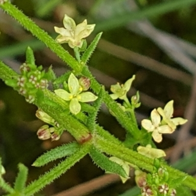 Galium gaudichaudii subsp. gaudichaudii (Rough Bedstraw) at Cook, ACT - 19 Oct 2021 by drakes