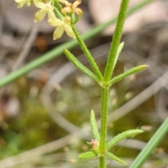 Galium gaudichaudii subsp. gaudichaudii at Cook, ACT - 20 Oct 2021 09:43 AM