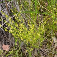 Galium gaudichaudii subsp. gaudichaudii at Cook, ACT - 20 Oct 2021 09:43 AM