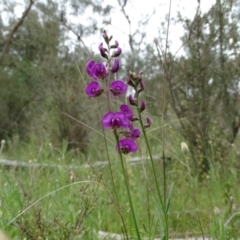 Swainsona recta (Small Purple Pea) at Mount Taylor - 11 Oct 2021 by Handke6