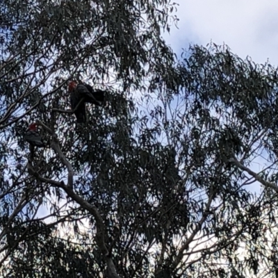 Callocephalon fimbriatum (Gang-gang Cockatoo) at Red Hill, ACT - 25 Sep 2021 by Flutteringsparrow2