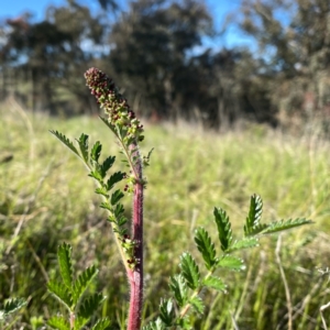 Acaena sp. at Googong, NSW - 17 Oct 2021