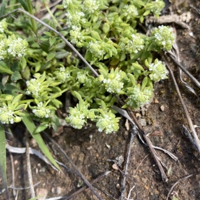 Poranthera microphylla (Small Poranthera) at Googong, NSW - 18 Oct 2021 by Wandiyali