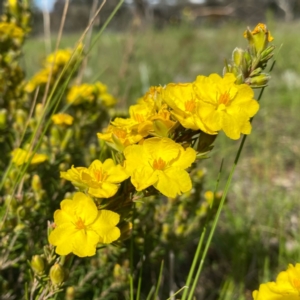 Hibbertia calycina at Googong, NSW - 18 Oct 2021