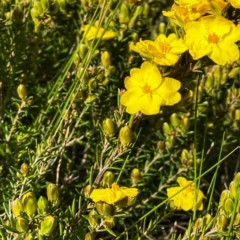 Hibbertia calycina at Googong, NSW - 18 Oct 2021