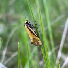 Philobota undescribed species near arabella (A concealer moth) at Wandiyali-Environa Conservation Area - 20 Oct 2021 by Wandiyali